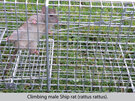 rat cage trap
