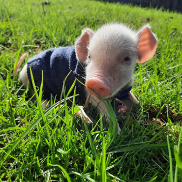 Rearing piglets