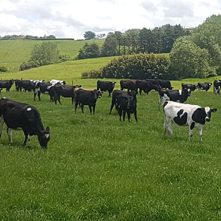 Rearing Well-Grown Dairy Heifers