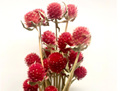 RED BOBBLES