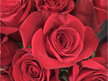 Red Roses for Your Valentine