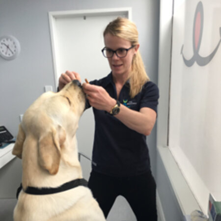 Rehab therapy  for dogs