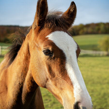 Reproduction & Foaling Services