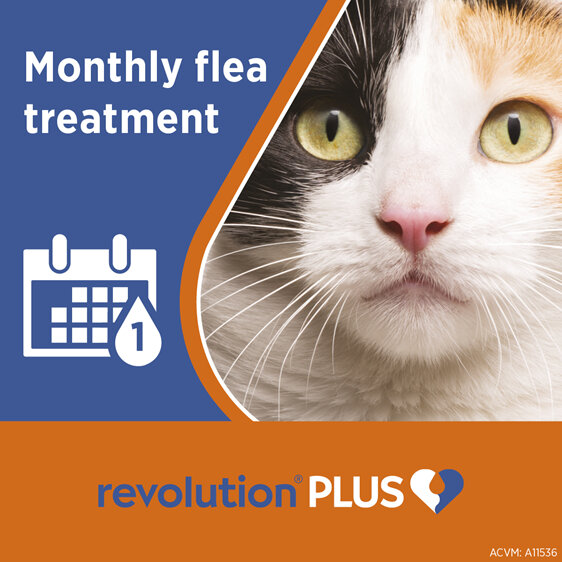 Revolution Plus for Cats 2.5 to 5.0kg treats fleas, worms & mites 1pk