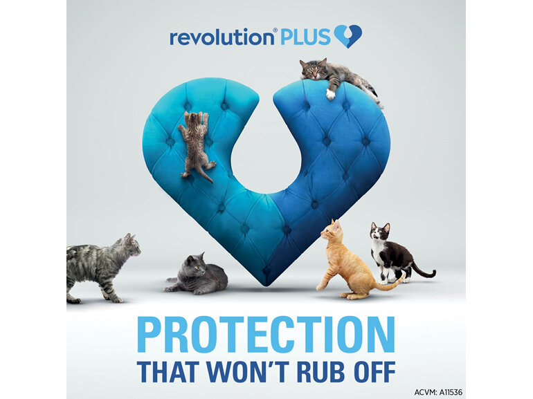 Revolution Plus for Cats 2.5 to 5.0kg treats fleas, worms & mites 1pk