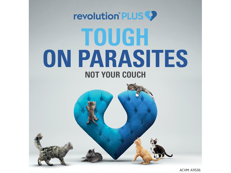 Revolution Plus for Cats 2.5 to 5.0kg treats fleas, worms & mites 3pk