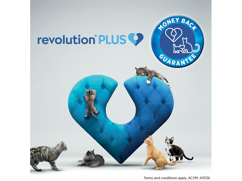 Revolution Plus for Cats 2.5 to 5.0kg treats fleas, worms & mites 1pk