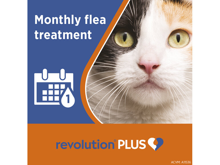 Revolution Plus for Cats 2.5 to 5.0kg treats fleas, worms & mites 1pk