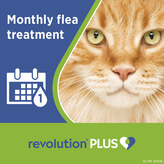 Revolution Plus for Cats 5.0 to 10kg treats fleas, worms & mites 1pk