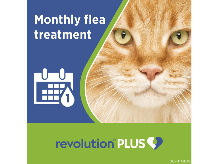 Revolution Plus for Cats 5.0 to 10kg treats fleas, worms & mites 1pk