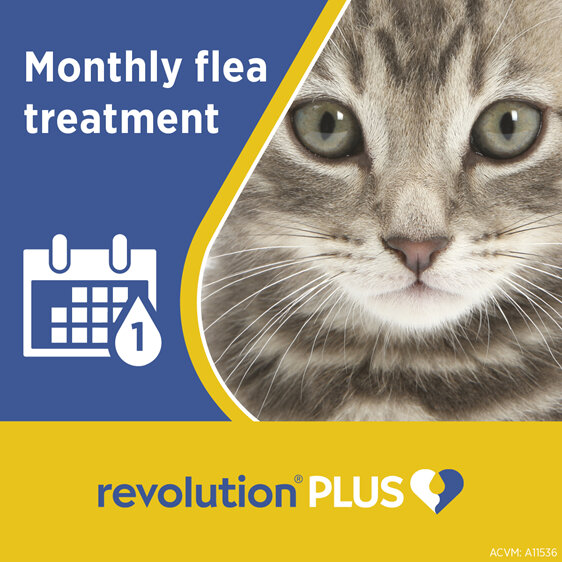 Revolution Plus for Cats Less than 2.5kg treats fleas, worms & mites 1pk