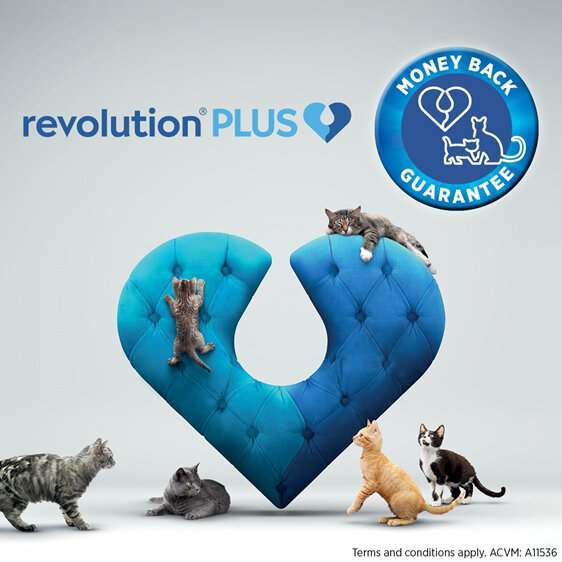 Revolution Plus for Cats Less than 2.5kg treats fleas, worms & mites 1pk