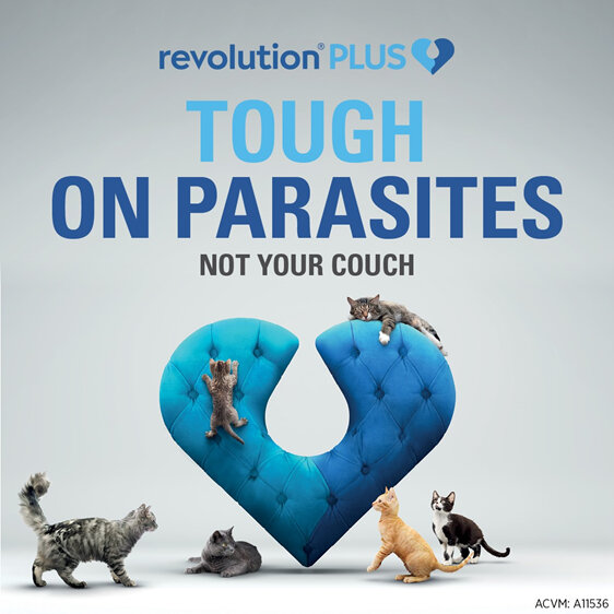 Revolution Plus for Cats Less than 2.5kg treats fleas, worms & mites 3pk