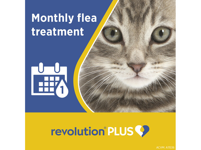Revolution Plus for Cats Less than 2.5kg treats fleas, worms & mites 1pk