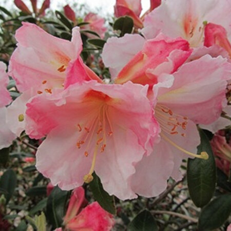 Rhododendron Anne Teese