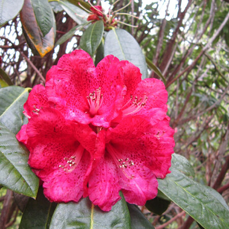 Rhododendron Cornubia Ilam Form