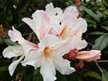 Rhododendron Harry Tagg
