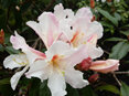 Rhododendron Harry Tagg