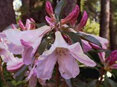 Rhododendron Pink Trumpet