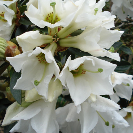 Rhododendron Virginalis