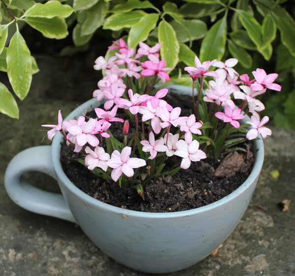 Rhodohypoxis baurii 'Stella'