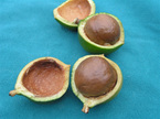ripe macadamia nut in brown husk