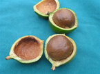 ripe macadamia nut in brown husk