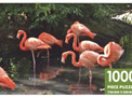 Robert Frederick 1000 Piece puzzle Flamingo's buy at www.puzzlesnz.co.nz