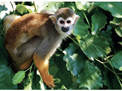 Robert Frederick 1000 Piece puzzle Squirrel Monkey buy at www.puzzlesnz.co.nz