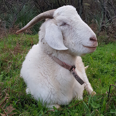 Rocket the Goats Journey to Recovery
