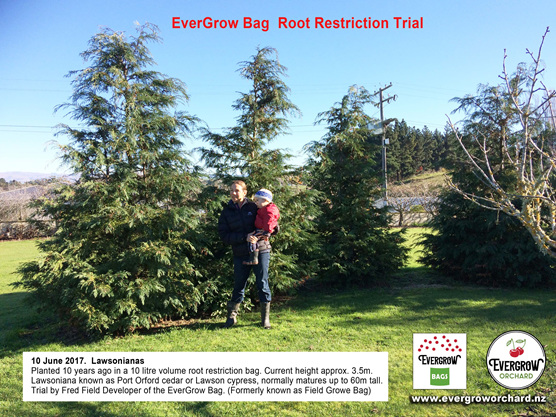 Root restriction trial 10 year old Lawsoniana Trees in EverGrow Bags