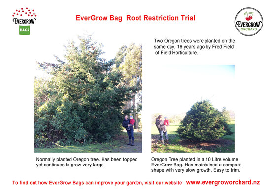 Root restriction trial 16 year old Oregon Trees in EverGrow Bags