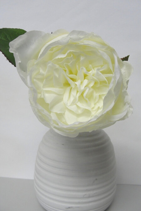 Rose Cabbage pick White/cream 4006