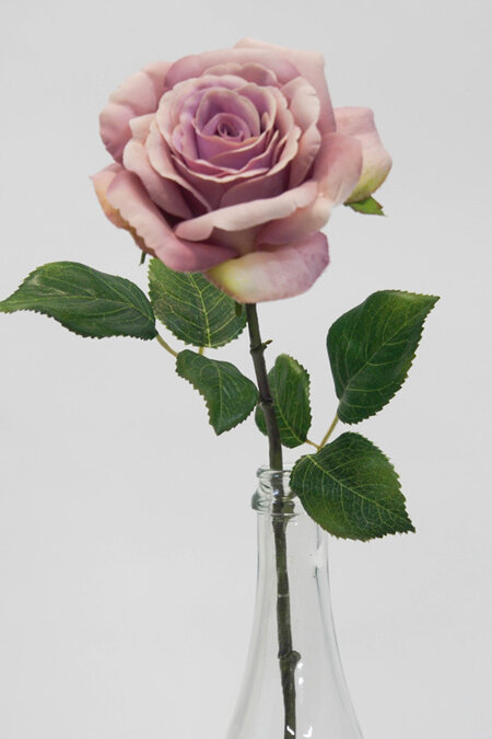 Rose English Lavender 4324