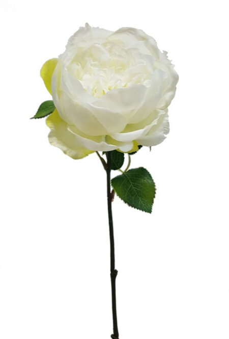 Rose full bloom old fashioned White 4457