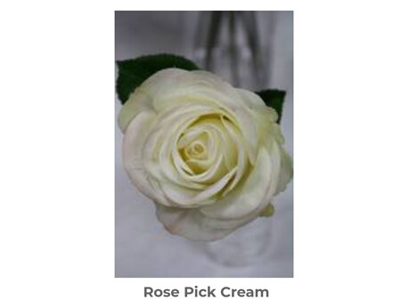 Rose Pick Cream