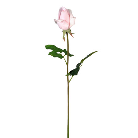 Rose Renaissance Pink  Bud 4534