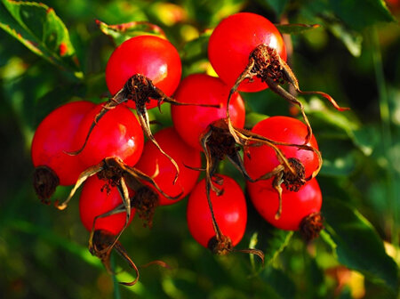 Rosehips: The good, bad, right, and wrong