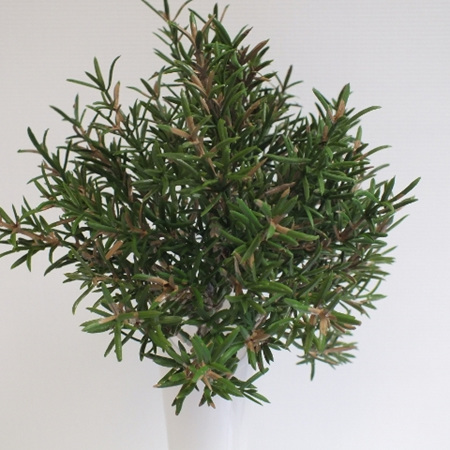 Rosemary bush 4435