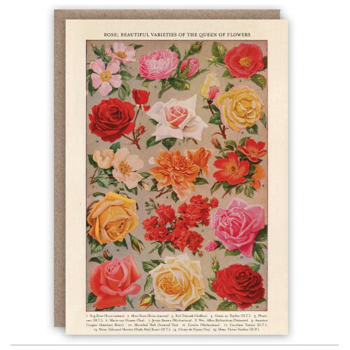 Roses Card by The Pattern Book