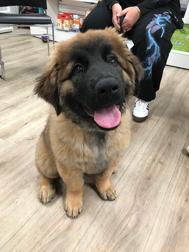 Rosie at puppy preschool