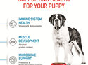 ROYAL CANIN® Giant Junior Dry Dog Food