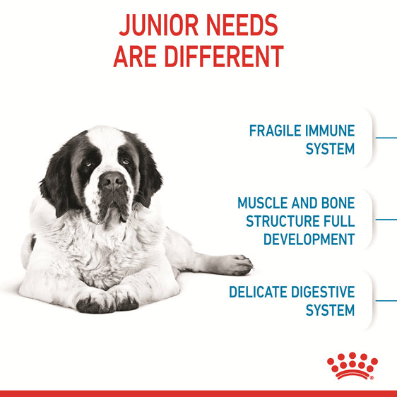 ROYAL CANIN® Giant Junior Dry Dog Food