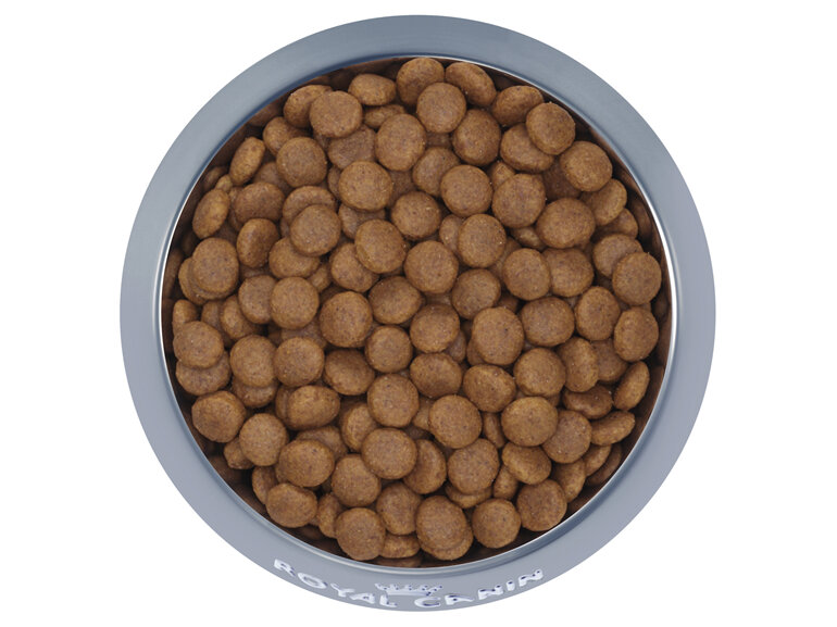 ROYAL CANIN® Medium Adult 7+ Dry Dog Food