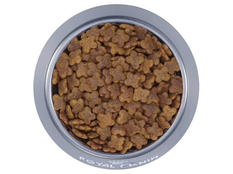 ROYAL CANIN® Mini Adult 8+ Dry Dog Food