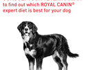 ROYAL CANIN® Veterinary Diet Canine Mature Consult Large Dogs Dry Dog Food