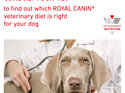 ROYAL CANIN® VETERINARY DIET Diabetic Adult Wet Dog Food 12 x 410g