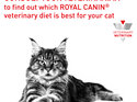 ROYAL CANIN® Veterinary Diet Feline Renal Select Dry Cat Food