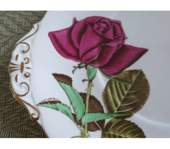 Royal Standard English Rose