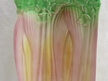 Royal Winton celery